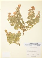 藏品(紅賽葵)的圖片